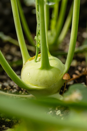 Young Kohlrabi In Our Garden After A Short Rainの写真素材