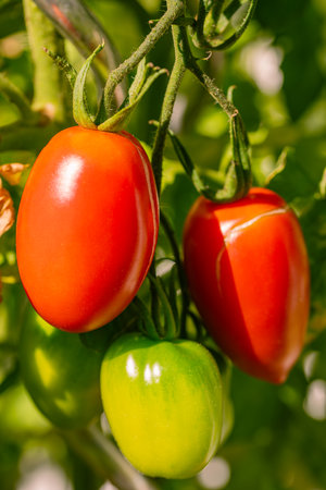 Delicious Red Tomato Ready To Harvest In Our Gardenの写真素材