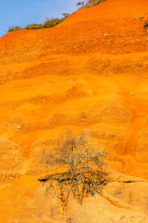 The Last Tree At The Orange Cliff Close To Montana Alta On Gran Canaria