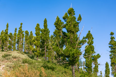 Hiking In The Pinewood On A Beautiful Morning Close To Tejeda, Gran Canariaの写真素材