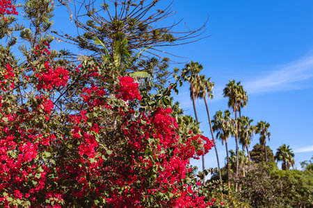 Beautiful Municipal Park Scenery In Arucas, Gran Canaria, Spain