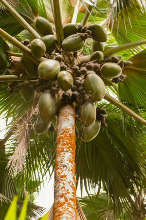 Endemic Coco De Mer Nuts Hanging On A Tree In The Rainforest Of VallÃ©e De Maiの写真素材