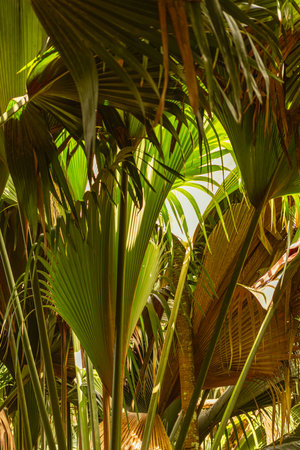Leaf Pattern In The Rainforest Of VallÃ©e De Mai - A Unesco World Heritage Siteの写真素材