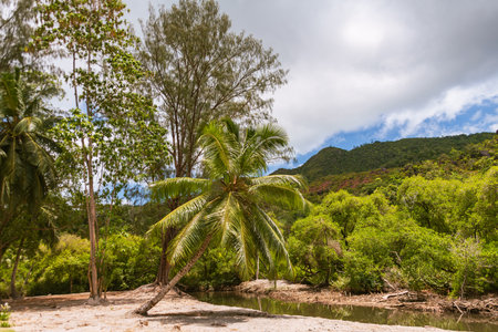 Beautiful Intertidal Zone With Palms And Mangroves On Praslin Island, Seychellesの写真素材