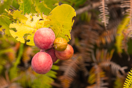 Delicious And Healthy Cocoplums Are Ready For Harvestingの写真素材