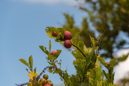 Cocoplums Are Ready For Harvesting - Seen On Praslin Island, Seychellesの写真素材
