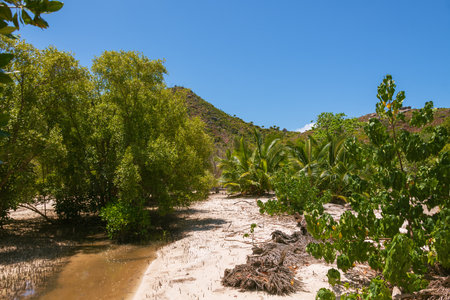 Brackish Tidal Creek In The Mangrove Forest At The Curieuse Marine National Park On Curieuse Island, Seychellesの写真素材