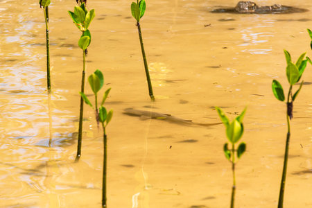 Mangrove Areas Are Nurseries For Young Lemon Sharks - Lakes In The Curieuse Marine National Park On Curieuse Island, Seychellesの写真素材