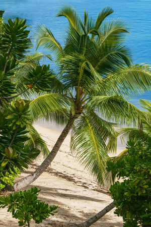 Palm At A Beautiful Sandy Beach On Praslin Island, Seychellesの写真素材
