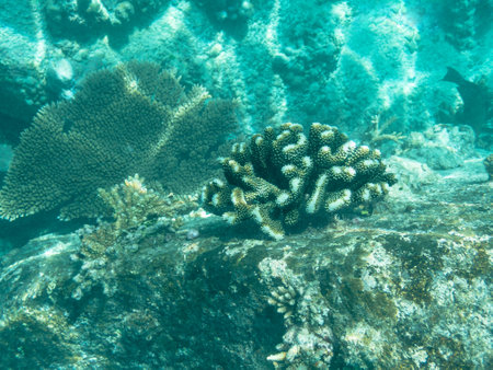 Some Corals In The Lagoon Of Famous Anse Lazio On Praslin Island, Seychellesの写真素材