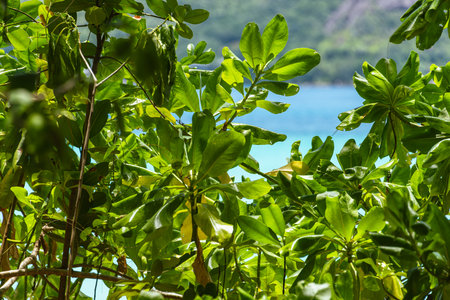 On The Hiking Trail Along The Coast On Curieuse Island, Seychellesの写真素材