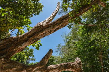 Catching A Glimpse Of The Sky While Hiking In The Rainforest Of Curieuse Island, Seychellesの写真素材