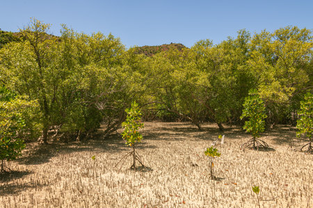 Mangroves And Other Trees In The Intertidal Zone At Low Tide In The Curieuse Marine National Park On Curieuse Island, Seychellesの写真素材