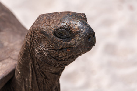 Face To Face With An Aldabra Giant Tortoise In The Tortoise Sanctuary On Curieuse Island, Seychellesの写真素材