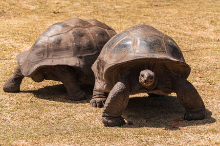 Two Aldabra Giant Tortoises At The Tortoise Sanctuary On Curieuse Island, Seychellesの写真素材