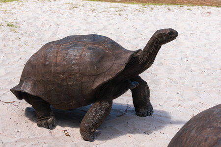 Aldabra Giant Tortoise In The Tortoise Sanctuary On Curieuse Island, Seychellesの写真素材