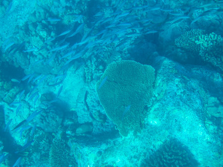 Snorkeling At The Coral Reef At St. Pierre close To Praslin, Seychellesの写真素材