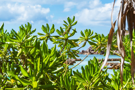 Beautiful Shrub At The Beach - Lakes On La Digue Island, Seychellesの写真素材
