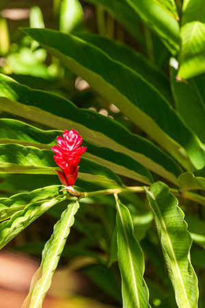 Amazing Red Ginger Blossom In A Small Beautiful Garden On La Digue, Seychellesの写真素材