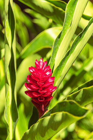Decorative Red Ginger Flower In A Small Garden On La Digue, Seychellesの写真素材