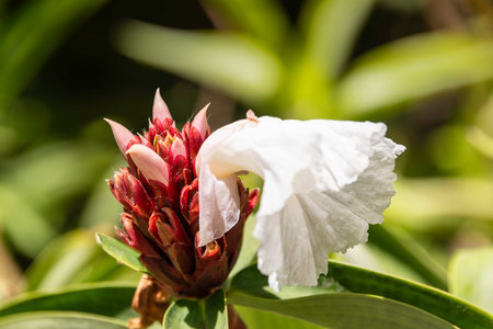 Beautiful White Crepe Ginger In A Small Garden On La Digue, Seychellesの写真素材