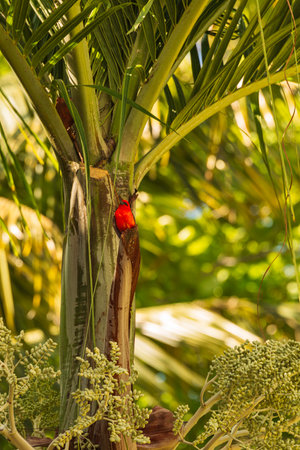 Beautiful Red Fody Sitting On A Christmas Palm - La Digue Island, Seychellesの写真素材