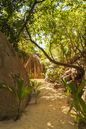 Shady Winding Path Through The Forest At Anse Source d'Argent on La Digue Island, Seychellesの写真素材