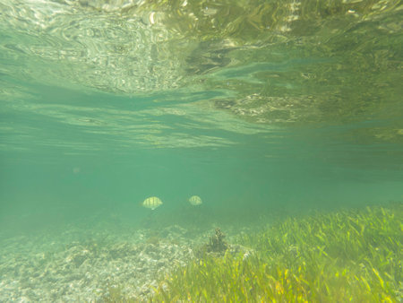 Two Convict Surgeonfish Swimming To The Seaweed - Seen At Anse Source d'Argent On La Digue Island, Seychellesの写真素材