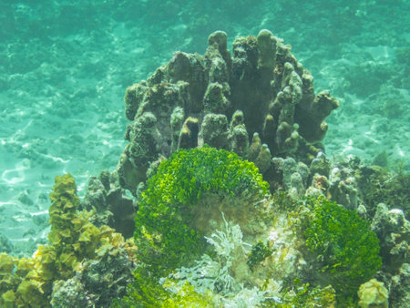 Beautiful Underwater Scene At Anse Source d'Argent On La Digue Island, Seychellesの写真素材