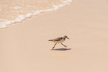 A Sanderling Fleeing From The Waves At Grand Anse On La Digue Island, Seychellesの写真素材
