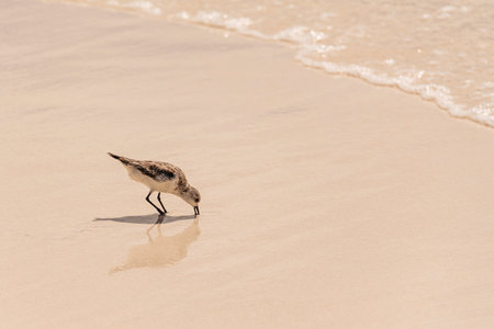 A Sanderling Searching For Food In The Intertidal Zone At Grand Anse On La Digue Island, Seychellesの写真素材