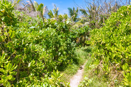 Beatiful Coastal Trail At Grand Anse On La Digue Island, Seychellesの写真素材