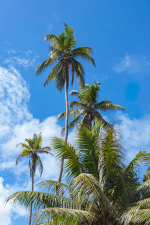 Coconut Palms At An Organic Farm On La Digue Island, Seychellesの写真素材