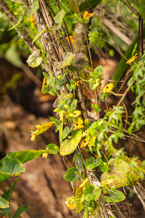 Beautiful Orange-Yellow Black-Eyed Susan Vine At The Roadside Of Sans Soucis Road On Mahe Island, Seychellesの写真素材