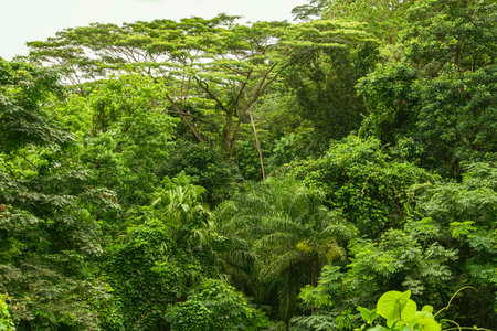 Beautiful Green Rainforest With Majestic Trees On Mahe Island, Seychellesの写真素材