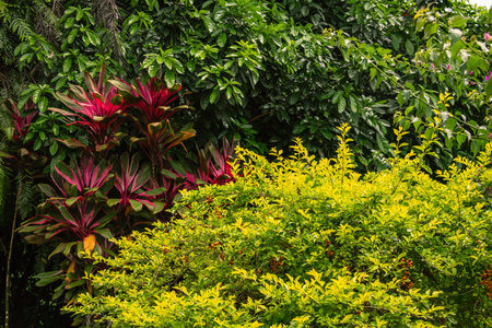 Bright Colorful Bushes At The Roadside - Mahe Island, Seychellesの写真素材