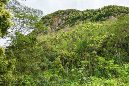 Beautiful Rainforest And Granite Cliff At The Roadside Of San Soucis Road On Mahe Island, Seychellesの写真素材