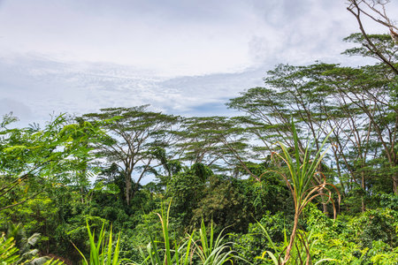 Rainforest And Impressive Falcataria Treetops - Lakes On Mahe Island, Seychellesの写真素材