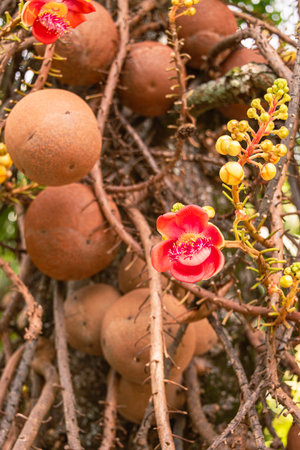 Fruits, Flowers And Buds On A Cannonball Tree - Lakes In A Park On Mahe Island, Seychellesの写真素材