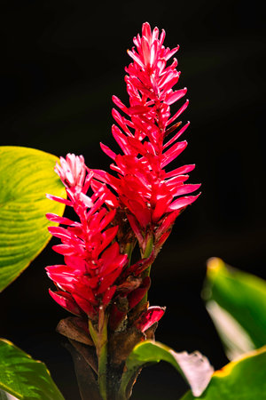 Beautiful Ornamental Red Ginger Blossom In A Parkの写真素材