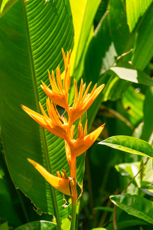 Beautiful Bright Orange Heliconia In A Tropical Gardenの写真素材