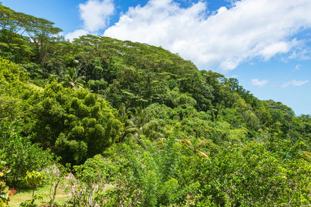 Beautiful Verdant Rainforest Close To Jardin Du Roi Spice Garden On Mahe Island, Seychellesの写真素材