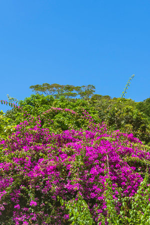 Lush Flowering Bougainvillea At The Edge Of The Rainforest - Seen On Mahe Island, Seychellesの写真素材