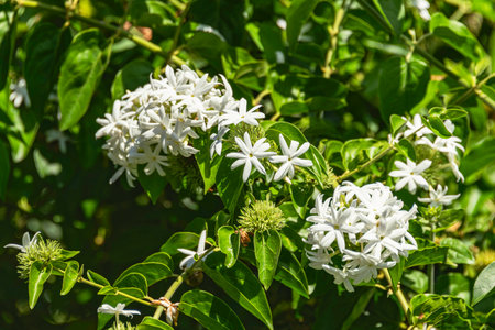 Beautiful White Jasmine Flowers In A Garden On Mahe Island, Seychellesの写真素材