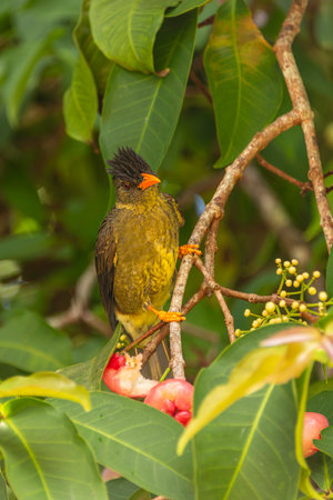 Beautiful Endemic Seychelles Bulbul Enjoys The Wax Apple Fruits On A Tree- Seen On Mahe Island, Seychellesの写真素材