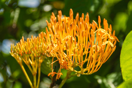 Beautiful Orange Ixora Coccinea Flower In A Garden Of Mahe Island, Seychellesの写真素材