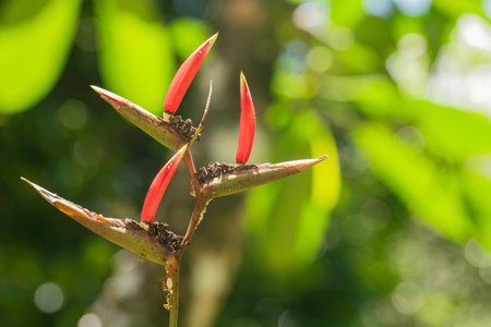 Beautiful Heliconia Metallica Flower In A Garden On Mahe Island, Seychellesの写真素材