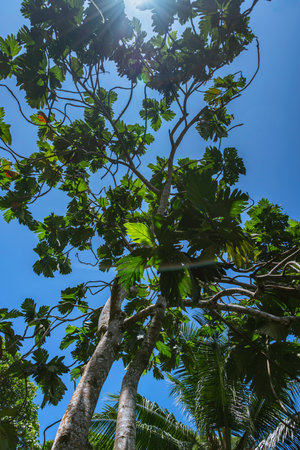 Looking Up To The Treetop Of A Breadfruit Tree To Discover some Fruits - Seen On Mahe Island, Seychellesの写真素材