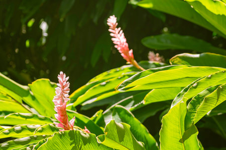 Beautiful Pink Variety Of Alpinia Purpurata - Seen In A Garden On Mahe Island, Seychellesの写真素材