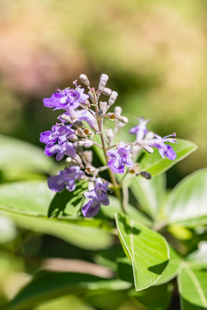 Beautiful Purple Vitex Trifloria Flowers Are Used As A Herbal Medicine - Seen On Mahe Island, Seychellesの写真素材